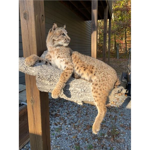 Large *New*  Life-sized SPOTTED BOBCAT Mounted on a Limb