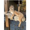 Image 1 : Large *New*  Life-sized SPOTTED BOBCAT Mounted on a Limb