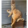 Image 2 : Large *New*  Life-sized SPOTTED BOBCAT Mounted on a Limb