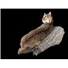 Image 4 : Large *New*  Life-sized SPOTTED BOBCAT Mounted on a Limb
