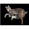 Image 5 : Large *New*  Life-sized SPOTTED BOBCAT Mounted on a Limb