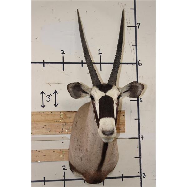 GEMSBOK Shoulder Mount