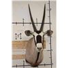 Image 1 : GEMSBOK Shoulder Mount