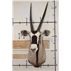 Image 2 : GEMSBOK Shoulder Mount