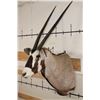 Image 3 : GEMSBOK Shoulder Mount