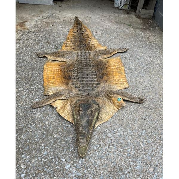 African NILE CROCODILE Hide