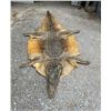 Image 1 : African NILE CROCODILE Hide
