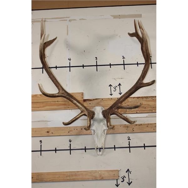 XL 14-Point ELK Skull with All its Teeth