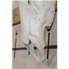Image 7 : XL 14-Point ELK Skull with All its Teeth