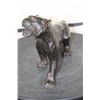 Image 4 : Walking TIGER BRONZE Sculpture, Weight 4 lbs