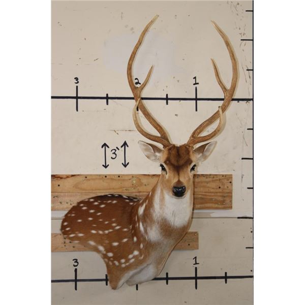 AXIS DEER Wall Pedestal