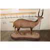 Image 11 : Big Life-sized CAPE BUSHBUCK on a Wooden Base with Wheels
