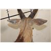 Image 13 : Big Life-sized CAPE BUSHBUCK on a Wooden Base with Wheels