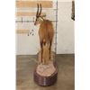 Image 15 : Big Life-sized CAPE BUSHBUCK on a Wooden Base with Wheels