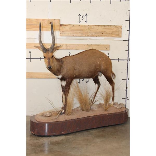 Big Life-sized CAPE BUSHBUCK on a Wooden Base with Wheels