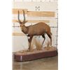 Image 1 : Big Life-sized CAPE BUSHBUCK on a Wooden Base with Wheels