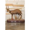 Image 2 : Big Life-sized CAPE BUSHBUCK on a Wooden Base with Wheels