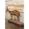 Image 3 : Big Life-sized CAPE BUSHBUCK on a Wooden Base with Wheels