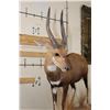 Image 4 : Big Life-sized CAPE BUSHBUCK on a Wooden Base with Wheels