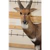 Image 5 : Big Life-sized CAPE BUSHBUCK on a Wooden Base with Wheels