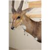 Image 6 : Big Life-sized CAPE BUSHBUCK on a Wooden Base with Wheels
