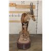 Image 8 : Big Life-sized CAPE BUSHBUCK on a Wooden Base with Wheels