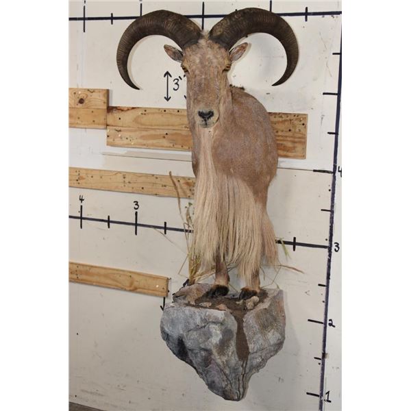 Half-body AOUDAD on a Simulated Rock Base