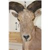 Image 7 : Half-body AOUDAD on a Simulated Rock Base