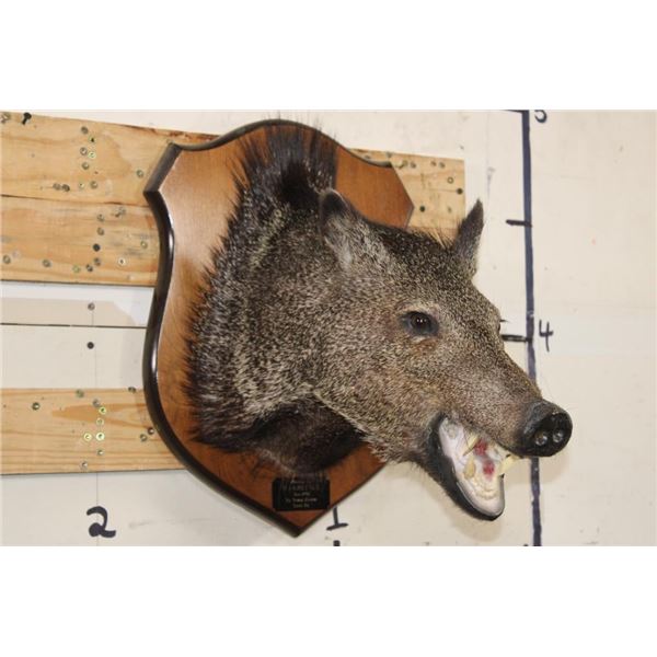 JAVELINA Shoulder Mount on a Wooden Plaque