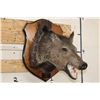 Image 1 : JAVELINA Shoulder Mount on a Wooden Plaque