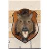 Image 2 : JAVELINA Shoulder Mount on a Wooden Plaque