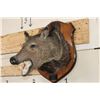Image 3 : JAVELINA Shoulder Mount on a Wooden Plaque