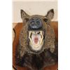 Image 6 : JAVELINA Shoulder Mount on a Wooden Plaque