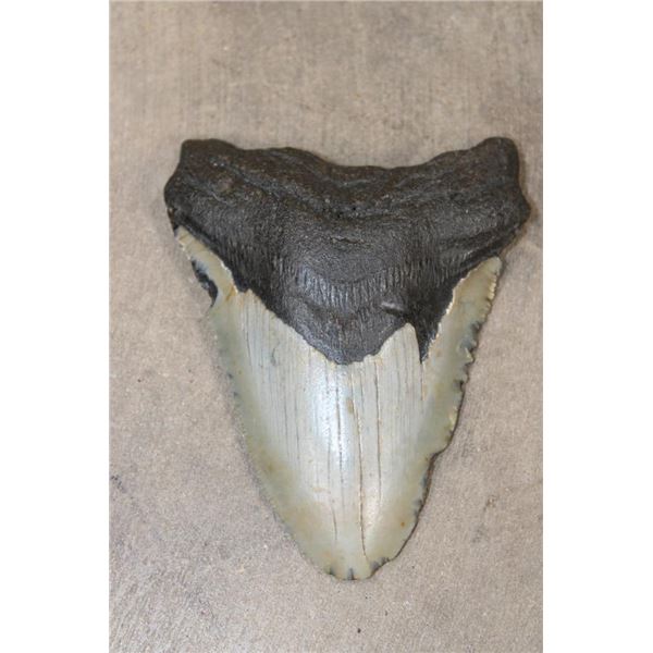Big MEGALODON SHARK Tooth Fossil
