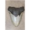 Image 1 : Big MEGALODON SHARK Tooth Fossil