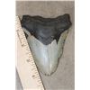 Image 2 : Big MEGALODON SHARK Tooth Fossil