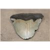 Image 3 : Big MEGALODON SHARK Tooth Fossil