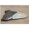 Image 4 : Big MEGALODON SHARK Tooth Fossil