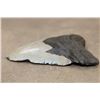 Image 5 : Big MEGALODON SHARK Tooth Fossil