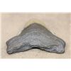 Image 6 : Big MEGALODON SHARK Tooth Fossil