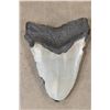 Image 7 : Big MEGALODON SHARK Tooth Fossil