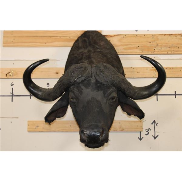 CAPE BUFFALO Shoulder Mount