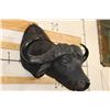 Image 2 : CAPE BUFFALO Shoulder Mount