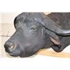 Image 4 : CAPE BUFFALO Shoulder Mount