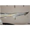 Image 10 : *Real Skin* BABY SHARK on a Wooden Base with *Real Coral*
