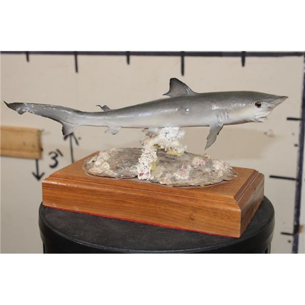 *Real Skin* BABY SHARK on a Wooden Base with *Real Coral*
