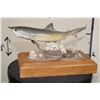 Image 3 : *Real Skin* BABY SHARK on a Wooden Base with *Real Coral*