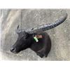Image 3 : AUSTRALIAN WATER BUFFALO Shoulder Mount