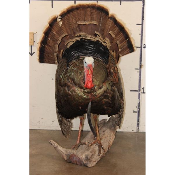 Life-sized Strutting TURKEY on a Driftwood Base