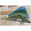 Image 2 : Real Skin MAHI-MAHI Fish Mount
